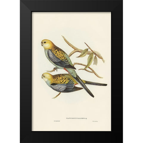 Pale-headed Parakeet-Platycercus palliceps Black Modern Wood Framed Art Print by Gould, John