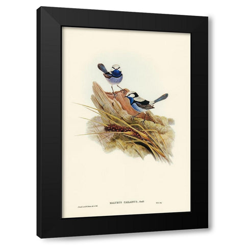 Turquoisine Superb Warbler-Malurus callainus Black Modern Wood Framed Art Print with Double Matting by Gould, John