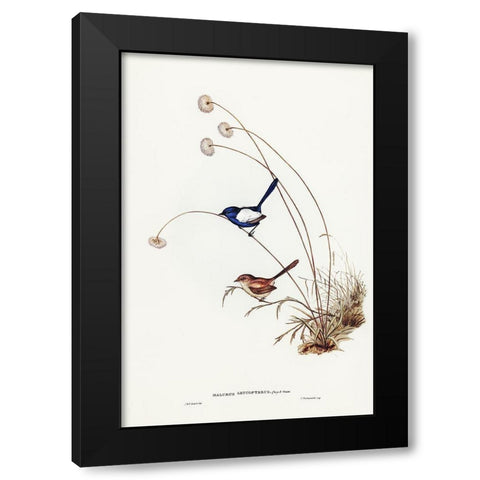 White-winged Wren-Malurus leucopterus Black Modern Wood Framed Art Print by Gould, John