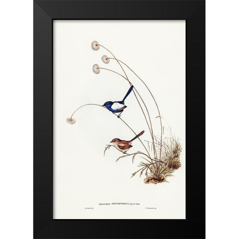 White-winged Wren-Malurus leucopterus Black Modern Wood Framed Art Print by Gould, John