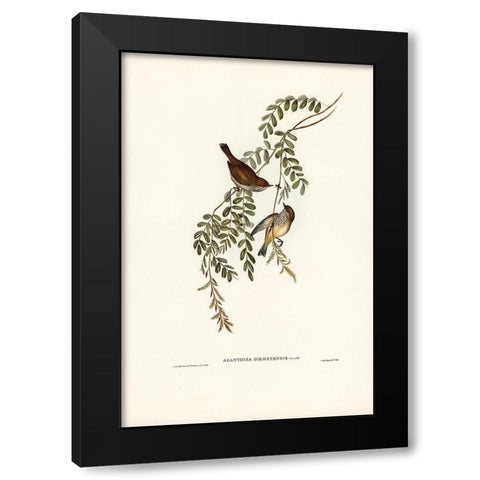 Tasmanian Acanthiza-Acanthiza Diemenensis Black Modern Wood Framed Art Print by Gould, John