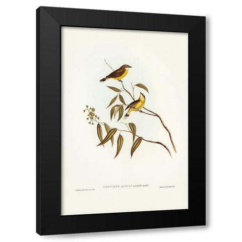 White-throated Gerygone-Gerygone albogularis Black Modern Wood Framed Art Print by Gould, John