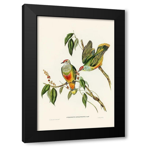 Swainsons Fruit Pigeon-Ptilinopus Swainsonii Black Modern Wood Framed Art Print with Double Matting by Gould, John