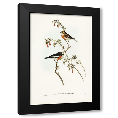 Scarlet-breasted Robin-Petroica multicolor Black Modern Wood Framed Art Print by Gould, John