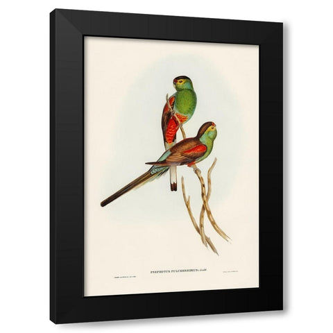 Beautiful Parakeet-Psephotus pulcherrimus Black Modern Wood Framed Art Print with Double Matting by Gould, John