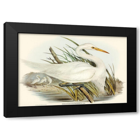 Plumed Egret-Herodias plumiferus Black Modern Wood Framed Art Print with Double Matting by Gould, John