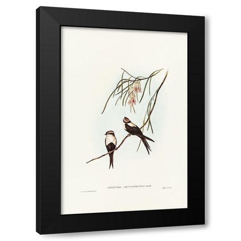 White-breasted Swallow-Atticora leucosternon Black Modern Wood Framed Art Print with Double Matting by Gould, John