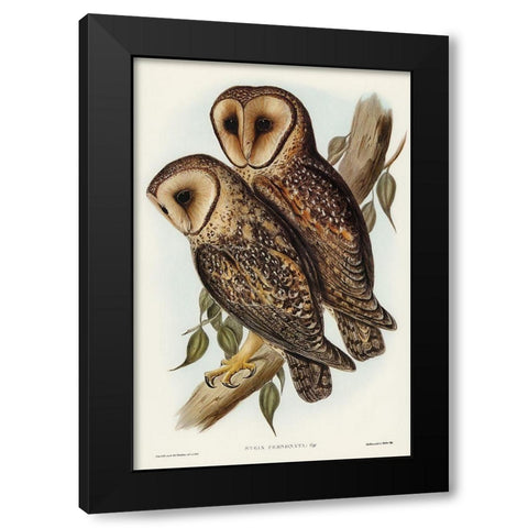 Masked Barn Owl-Strix Personata Black Modern Wood Framed Art Print by Gould, John