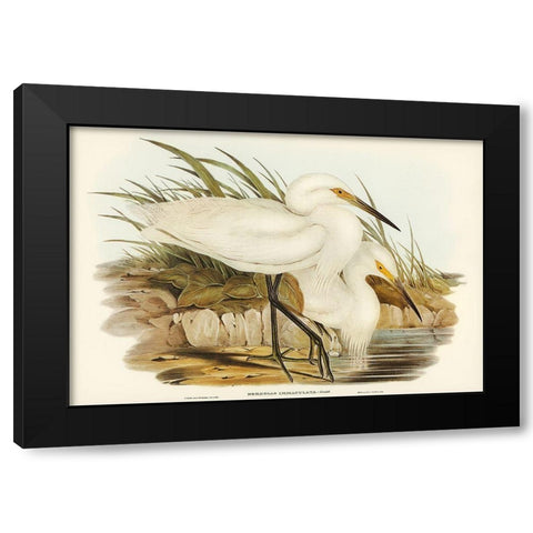 Spotless Egret-Herodias immaculata Black Modern Wood Framed Art Print with Double Matting by Gould, John