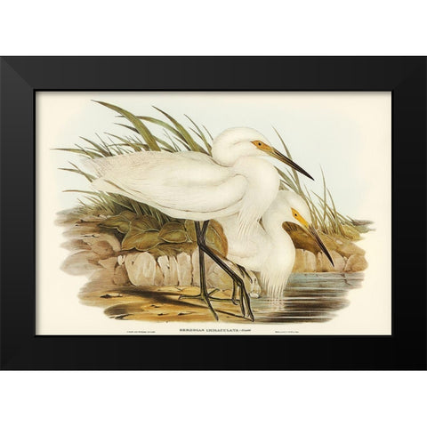 Spotless Egret-Herodias immaculata Black Modern Wood Framed Art Print by Gould, John