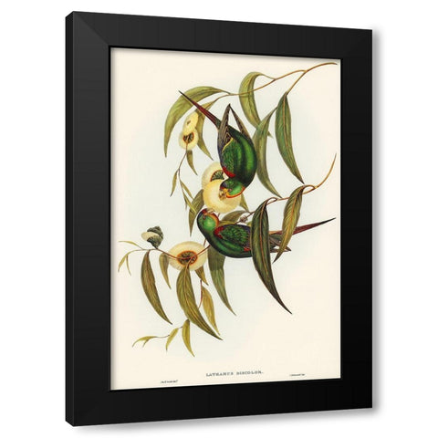 Swift Lorikeet-Lathamus discolor Black Modern Wood Framed Art Print with Double Matting by Gould, John