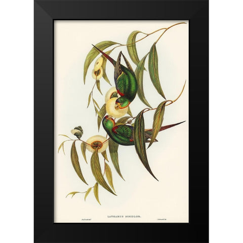 Swift Lorikeet-Lathamus discolor Black Modern Wood Framed Art Print by Gould, John