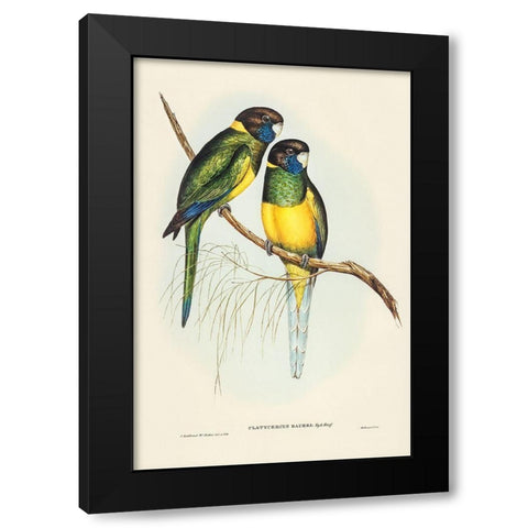 Bauers Parrakeet-Platycercus Bauerii Black Modern Wood Framed Art Print by Gould, John