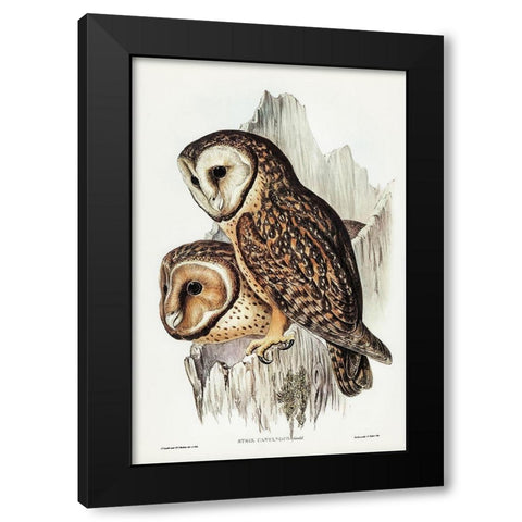 Chestnut-faced Owl-Strix castanops Black Modern Wood Framed Art Print with Double Matting by Gould, John