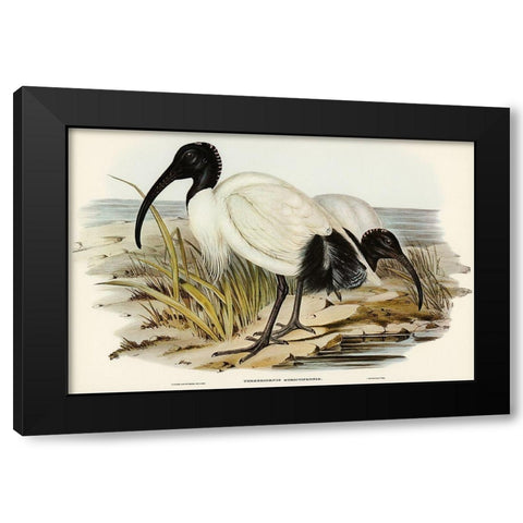 White Ibis-Threskiornis strictipennis Black Modern Wood Framed Art Print with Double Matting by Gould, John