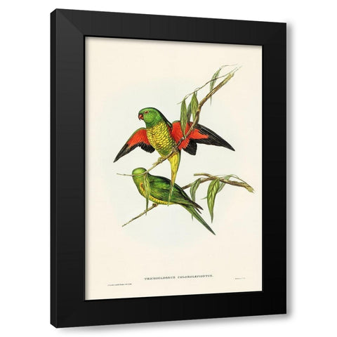 Scaly-breasted Lorikeet-Trichoglossus chlorolepidotus Black Modern Wood Framed Art Print with Double Matting by Gould, John