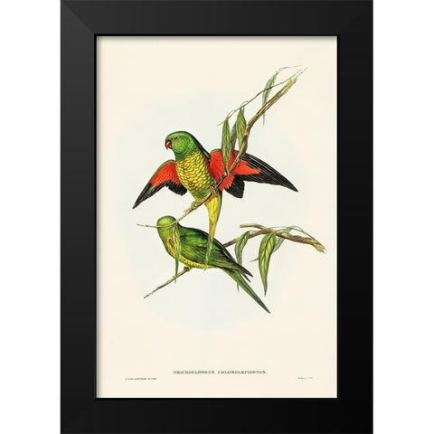 Scaly-breasted Lorikeet-Trichoglossus chlorolepidotus Black Modern Wood Framed Art Print by Gould, John