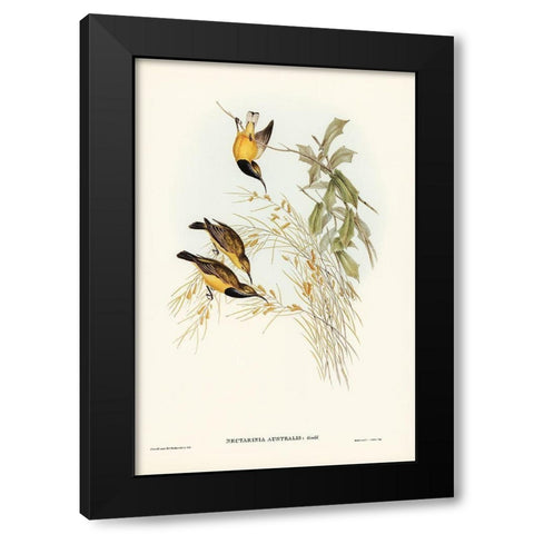 Australian Sun-bird-Nectarinia australis Black Modern Wood Framed Art Print with Double Matting by Gould, John
