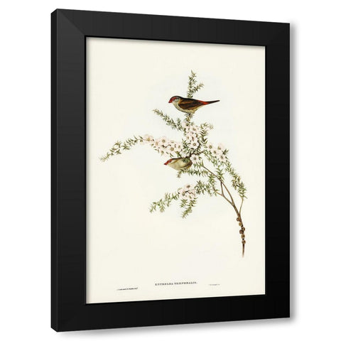 Red-eyebrowed Finch-Estrelda temporalis Black Modern Wood Framed Art Print with Double Matting by Gould, John