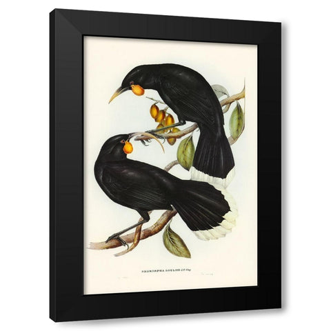 Goulds Neomorpha-Neomorpha Gouldii Black Modern Wood Framed Art Print by Gould, John