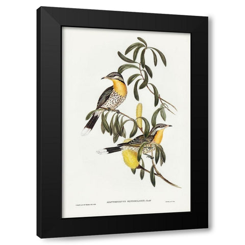 Spiny-cheeked Honey-eater-Acanthogenys rufogularis Black Modern Wood Framed Art Print by Gould, John