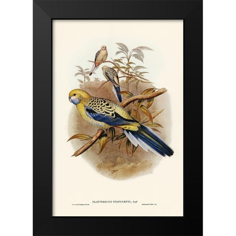 Blue-cheeked Parakeet-Platycercus cyanogenys Black Modern Wood Framed Art Print by Gould, John