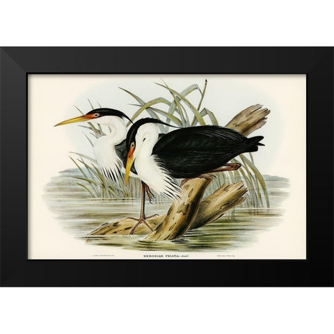 Pied Egret-Herodias picata Black Modern Wood Framed Art Print by Gould, John