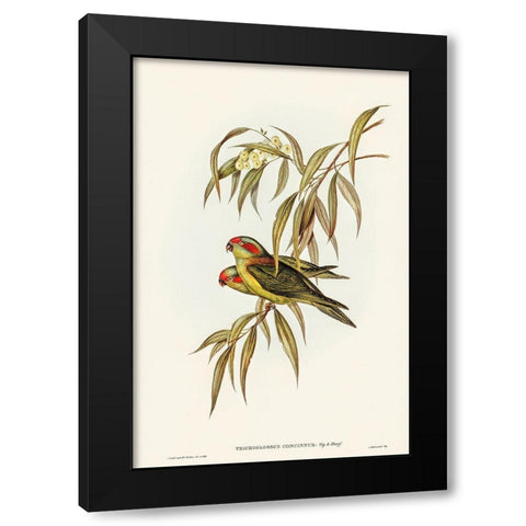 Musky Lorikeet-Trichoglossus concinnus Black Modern Wood Framed Art Print by Gould, John