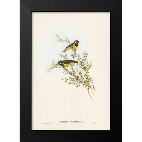 Masked Gerygone-Gerygone personata Black Modern Wood Framed Art Print by Gould, John