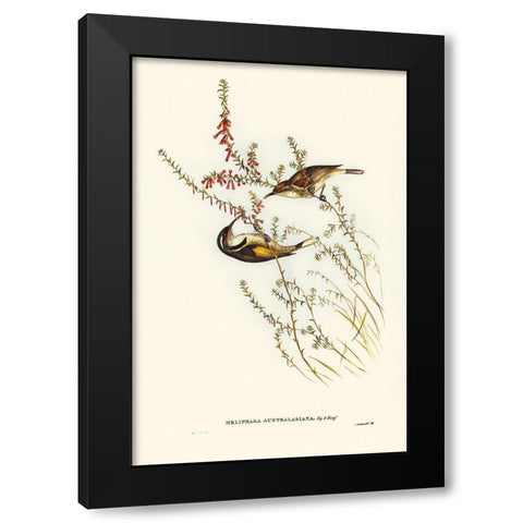 Tasmanian Honey-eater-Meliphaga Australasiana Black Modern Wood Framed Art Print with Double Matting by Gould, John