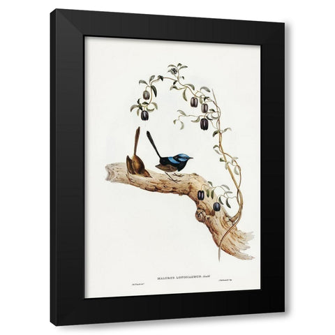 Long-tailed Wren-Malurus longicaudus Black Modern Wood Framed Art Print with Double Matting by Gould, John