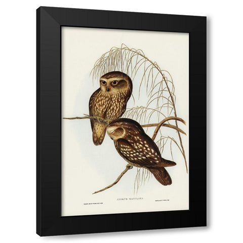 Spotted Owl-Athene maculate Black Modern Wood Framed Art Print with Double Matting by Gould, John