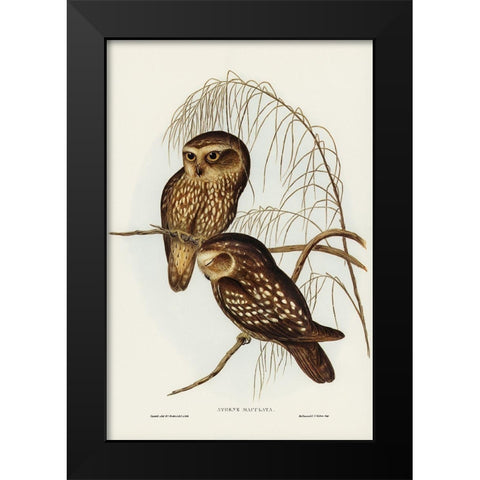 Spotted Owl-Athene maculate Black Modern Wood Framed Art Print by Gould, John
