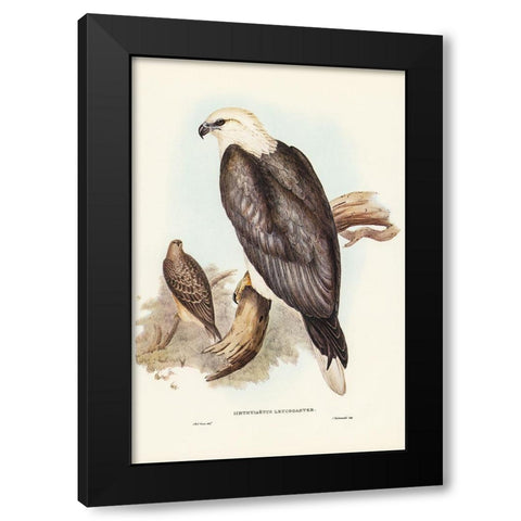 White-bellied Sea Eagle-Ichthyiaetus leucosternus Black Modern Wood Framed Art Print with Double Matting by Gould, John