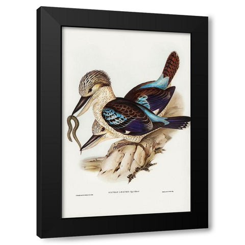 Leachâ€™s Kingfisher-Dacelo Leachii Black Modern Wood Framed Art Print with Double Matting by Gould, John