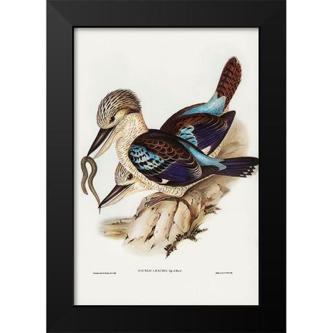 Leachâ€™s Kingfisher-Dacelo Leachii Black Modern Wood Framed Art Print by Gould, John