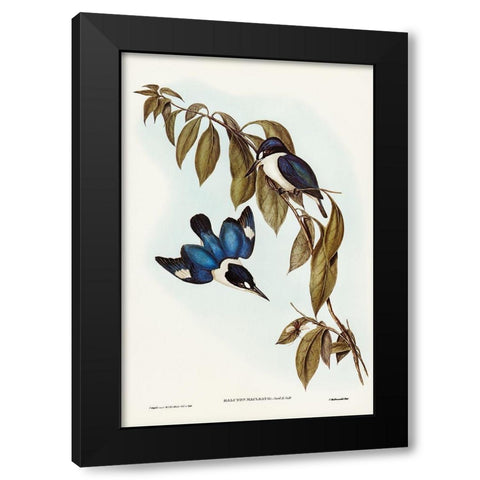 MacLeayâ€™s Halcyon-Halcyon MacLeayii Black Modern Wood Framed Art Print by Gould, John