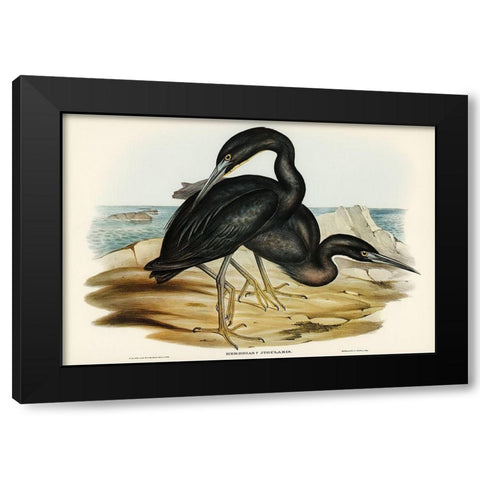 Blue Reef Heron-Herodias jugularis Black Modern Wood Framed Art Print with Double Matting by Gould, John