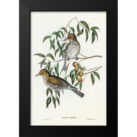 New South Wales Oriole-Oriolus viridis Black Modern Wood Framed Art Print by Gould, John