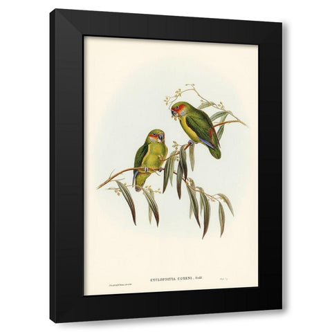 Coxens Parakeet-Cyclopsitta Coxeni Black Modern Wood Framed Art Print by Gould, John
