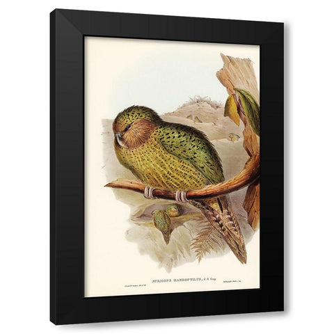 Kakapo-Strigops habroptius Black Modern Wood Framed Art Print by Gould, John