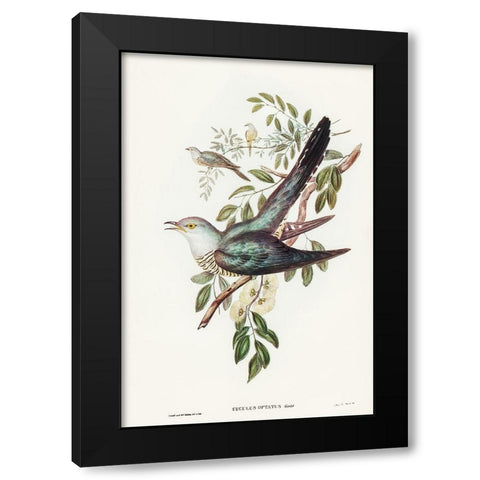 Australian Cuckoo-Cuculus optatus Black Modern Wood Framed Art Print with Double Matting by Gould, John