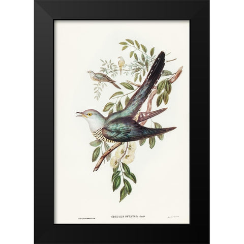 Australian Cuckoo-Cuculus optatus Black Modern Wood Framed Art Print by Gould, John