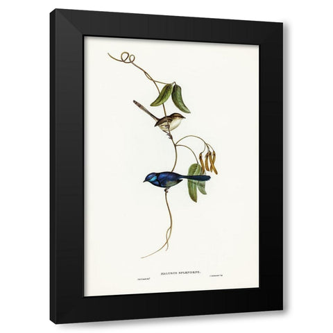 Banded Wren-Alurus splendens Black Modern Wood Framed Art Print by Gould, John
