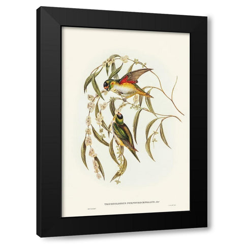 Porphyry-crowned Lorikeet-Trichoglossus Porphyrocephalus Black Modern Wood Framed Art Print with Double Matting by Gould, John