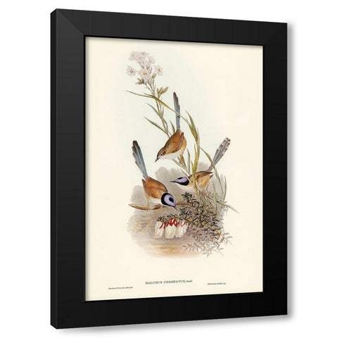 Crowned Wren-Malurus coronatus Black Modern Wood Framed Art Print with Double Matting by Gould, John