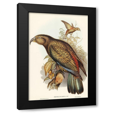 Kea Parrot-Nestor notabilis Black Modern Wood Framed Art Print by Gould, John