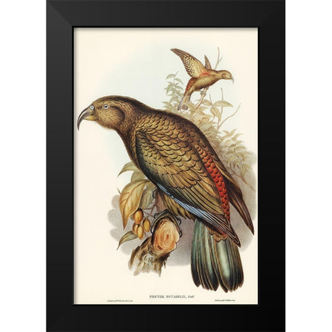 Kea Parrot-Nestor notabilis Black Modern Wood Framed Art Print by Gould, John