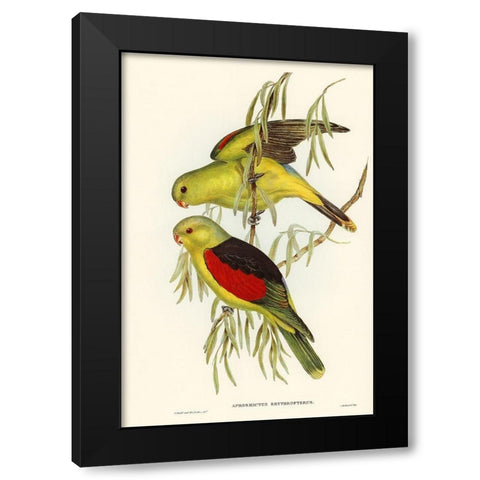 Red-winged Lory-Aprosmictus erythropterus Black Modern Wood Framed Art Print with Double Matting by Gould, John