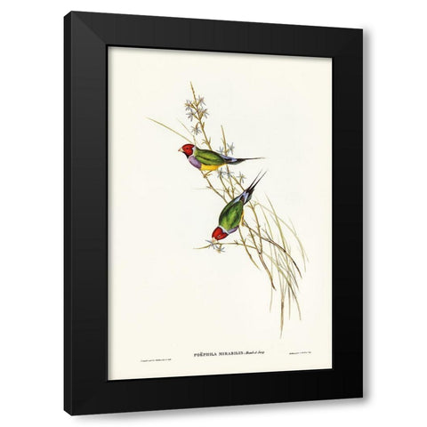 Beautiful Grass Finch-Poephila mirabilis Black Modern Wood Framed Art Print by Gould, John